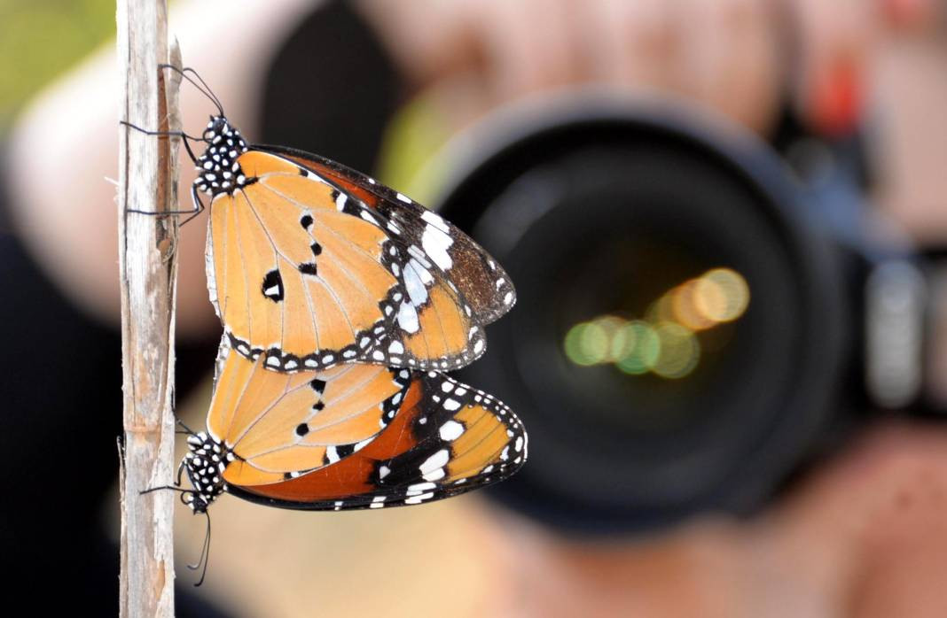 Sultan Kelebeği kendisini gösterdi! Meksika'dan Kanada'ya göç edebiliyor - Resim: 3